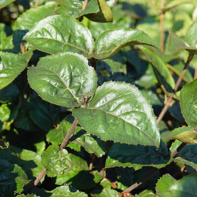 Viburnum carlesii (1)
